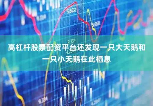 高杠杆股票配资平台还发现一只大天鹅和一只小天鹅在此栖息